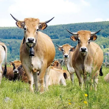 Lozere St Alban Aubrac Margeride 4 Etoiles 8 Personnes Au Calme Pres Nature *