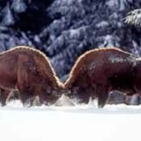 Lozere St Alban Aubrac Margeride 4 Etoiles 8 Personnes Au Calme Pres Nature 펜션 Saint-Alban-sur-Limagnole