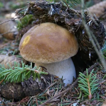 Lozere St Alban Aubrac Margeride 4 Etoiles 8 Personnes Au Calme Pres Nature 別荘