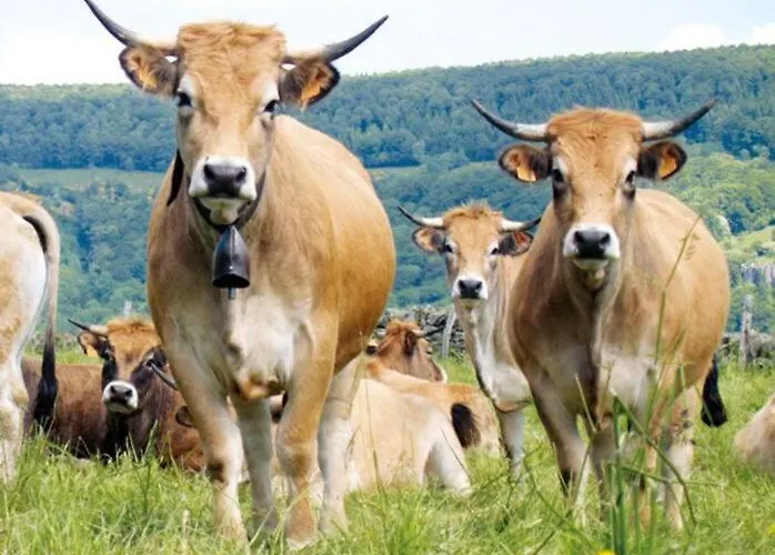 Lozere St Alban Aubrac Margeride 4 Etoiles 8 Personnes Au Calme Pres Nature *