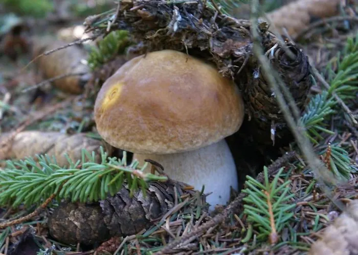 Lozere St Alban Aubrac Margeride 4 Etoiles 8 Personnes Au Calme Pres Nature Nyaraló